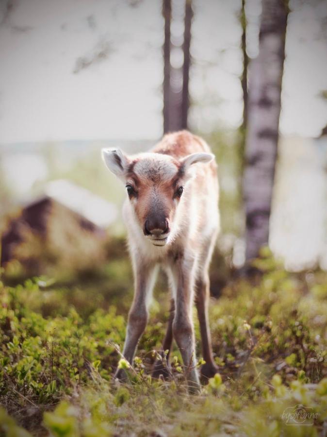 Beautiful Rural Experience With Reindeer Villa Tervola Exterior photo